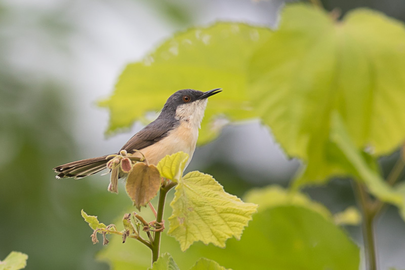 Grijze Prinia